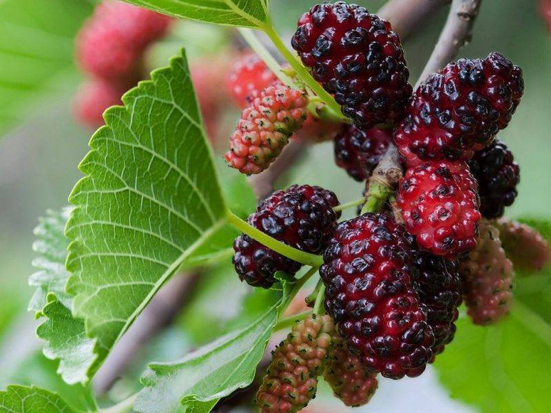 Шелковица купить саженцы из питомнике в Новоазовске