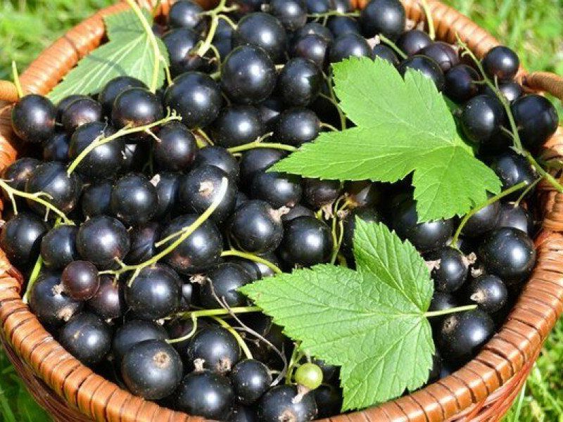 Смородина купить саженцы из питомника в Новоазовске