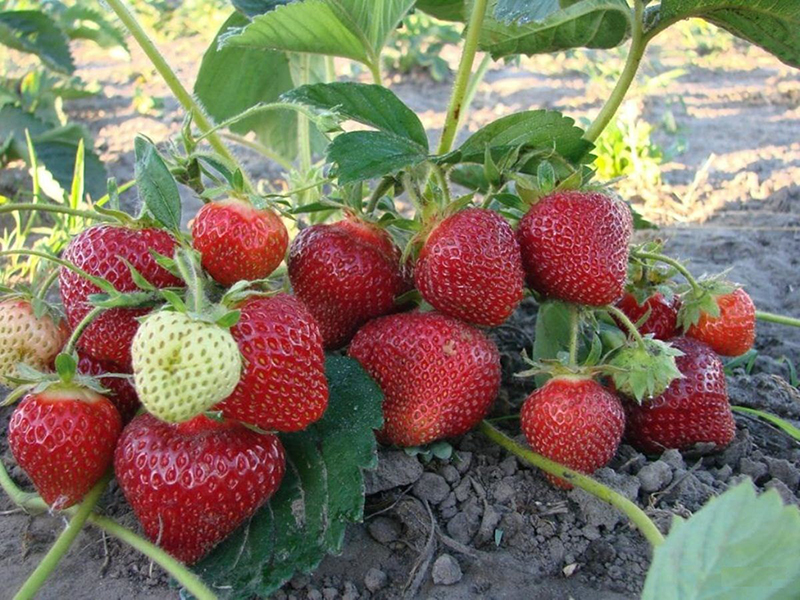 Клубника купить саженцы из питомника в Новоазовске