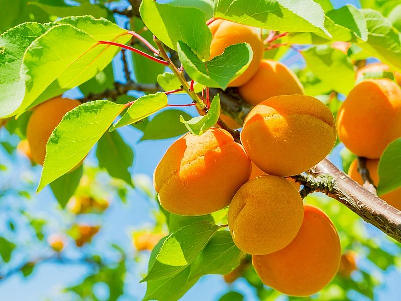 Абрикос купить саженцы из питомнике в Новоазовске