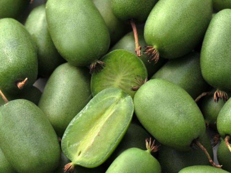Актинидия купить саженцы из питомнике в Новоазовске