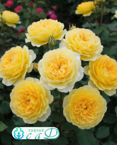 Роза "ГОЛДЕН БОРДЕР"