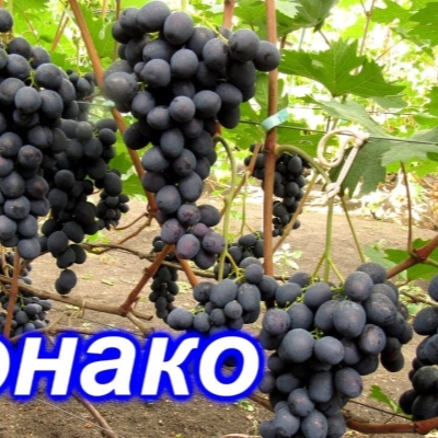 Виноград "МОНАКО"